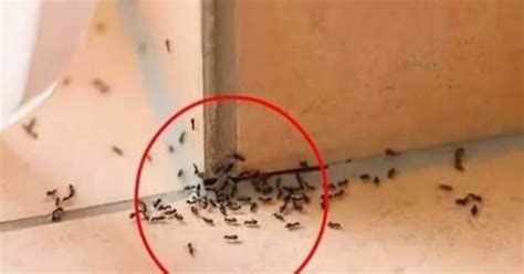 搧扇 螞蟻大量出現徵兆